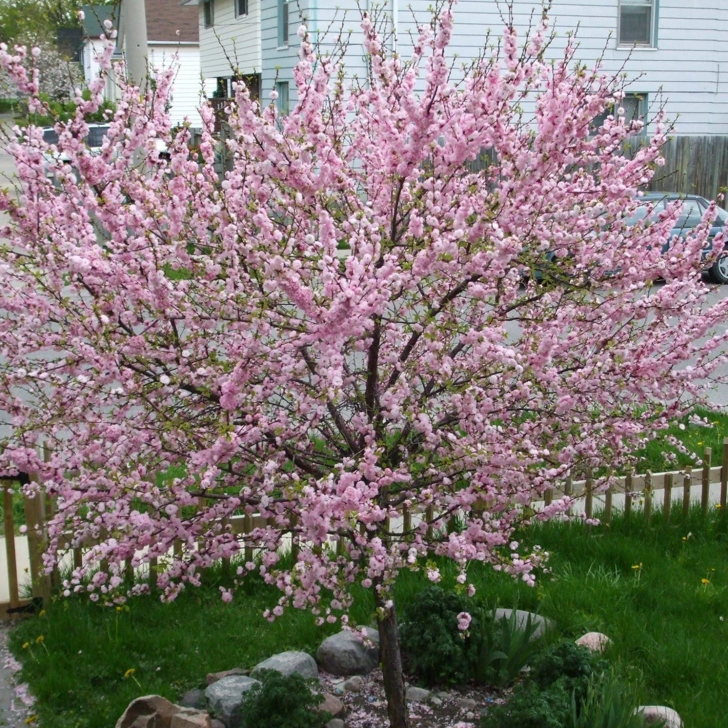 'Princess' Almond Tree | Prunus Dulcis 3 'Princess' Almond Tree | Prunus Dulcis
