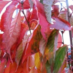 Flagpole Cherry Blossom Tree | Prunus Amanogawa 14 Flagpole Cherry Blossom Tree | Prunus Amanogawa -Roots amanogawaautumn