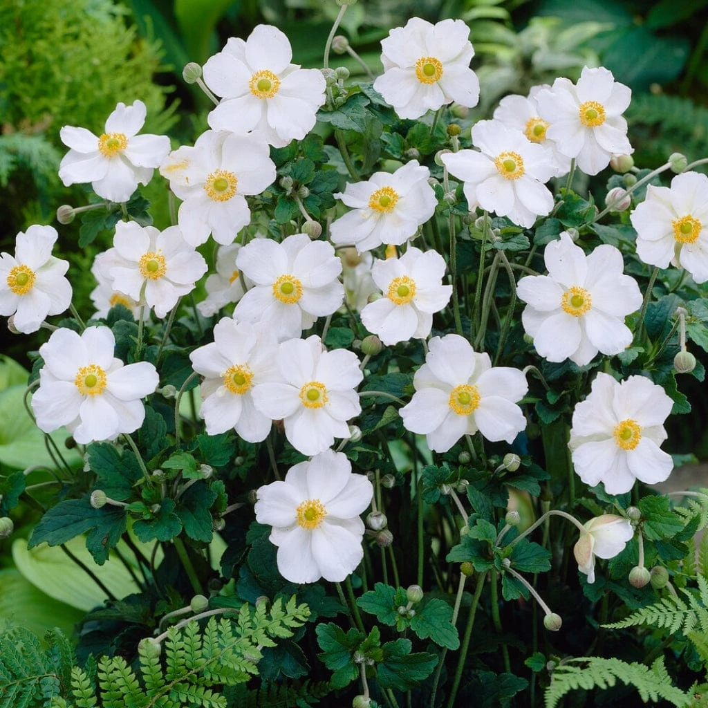 Anemone 'Honorine Jobert' 2 Anemone 'Honorine Jobert'