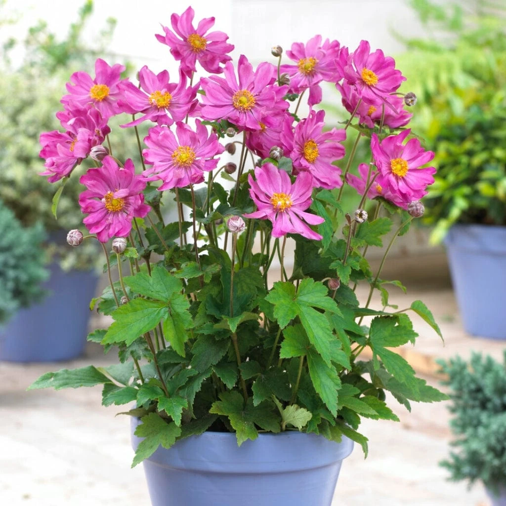 Anemone 'Prinz Heinrich' 3 Anemone 'Prinz Heinrich'