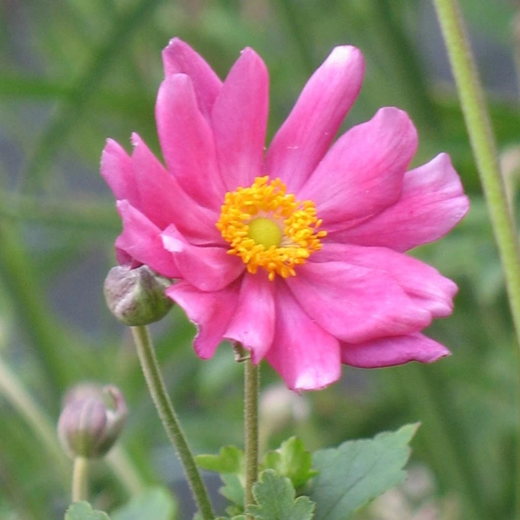 Anemone 'Prinz Heinrich' 4 Anemone 'Prinz Heinrich' - Image 2