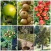 Best Apple Trees For Any Purpose | Growers' Choice 1 Best Apple Trees For Any Purpose | Growers' Choice -Roots apple trees any purpose