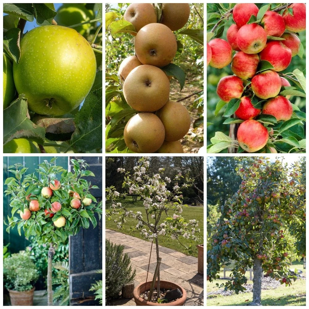 Best Apple Trees For Any Purpose | Growers' Choice 3 Best Apple Trees For Any Purpose | Growers' Choice