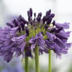 Agapanthus 'Poppin Purple' | 3L