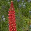 Lupin West Country Beefeater 2 Lupin West Country Beefeater -Roots beefeater 1