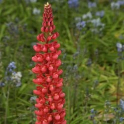 Lupin West Country Beefeater