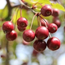 'Sun Rival' Crabapple Tree 9 'Sun Rival' Crabapple Tree -Roots berries 4380182 960 720