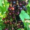 Big Ben Blackcurrant Bush 2 Big Ben Blackcurrant Bush -Roots bigben 5