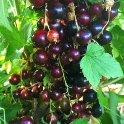 Big Ben Blackcurrant Bush