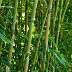 Green Bamboo | Phyllostachys Bisettii