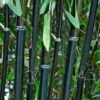 Black Bamboo | Phyllostachys Nigra 1 Black Bamboo | Phyllostachys Nigra -Roots blackbamboo 3