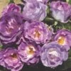 'Blue For You' Floribunda Rose 2 'Blue For You' Floribunda Rose -Roots blue for you 5f65d5ba 4434 4eea 9ca7 9a61a7d1dca7