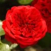 'Deep Love' Climbing Rose 1 'Deep Love' Climbing Rose -Roots blwa00409 deep love