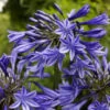 Agapanthus 'Stardust' | 3L 1 Agapanthus 'Stardust' | 3L -Roots blwa00712 393f783e 0954 4f25 a78a 908e6d141987