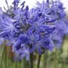 Agapanthus 'Star Quality' | 7.5L 1 Agapanthus 'Star Quality' | 7.5L -Roots blwa00713 0cafee70 6f10 420e a6e9 bf54a5706ffd
