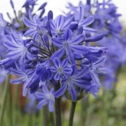 Front Page 7 Agapanthus 'Star Quality' | 3L