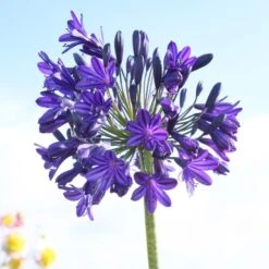 Agapanthus 'Royal Velvet' 8 Agapanthus 'Royal Velvet' -Roots brer09527sq