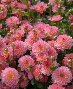 Dahlia 'Pacific View' 7 Dahlia 'Pacific View' -Roots brer09906