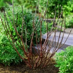Best Value Cornus Collection | Winter Hedging 19 Best Value Cornus Collection | Winter Hedging -Roots browncornus