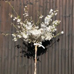 New Release 20 The Bride Cherry Blossom Tree | Prunus Incisa