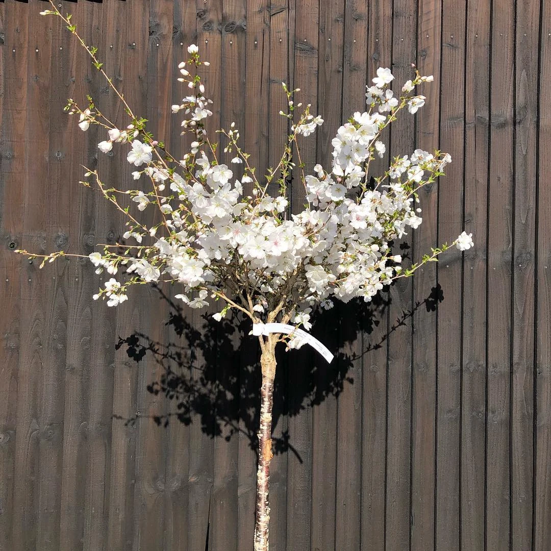 The Bride Cherry Blossom Tree | Prunus Incisa 3 The Bride Cherry Blossom Tree | Prunus Incisa