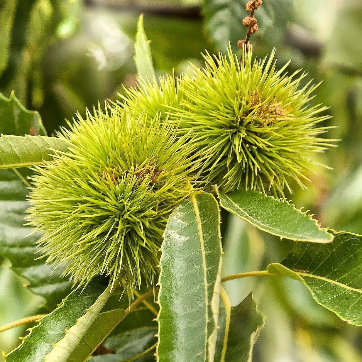 Chestnut Tree | Castanea Sativa 4 Chestnut Tree | Castanea Sativa - Image 2