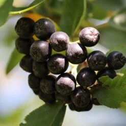 Unusual Berry Collection 12 Unusual Berry Collection -Roots chokeberries