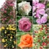 Repeat Flowering Climbing Rose Collection 2 Repeat Flowering Climbing Rose Collection -Roots climbingroses 1