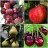 Complete Orchard Collection | Apple, Cherry, Pear, Plum Trees 2 Complete Orchard Collection | Apple, Cherry, Pear, Plum Trees -Roots complete orchard