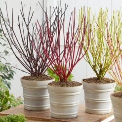 Best Value Cornus Collection | Winter Hedging 17 Best Value Cornus Collection | Winter Hedging -Roots cornuscollection 2