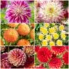 Premium Dahlia Plants Collection 1 Premium Dahlia Plants Collection -Roots dahlia collection 1