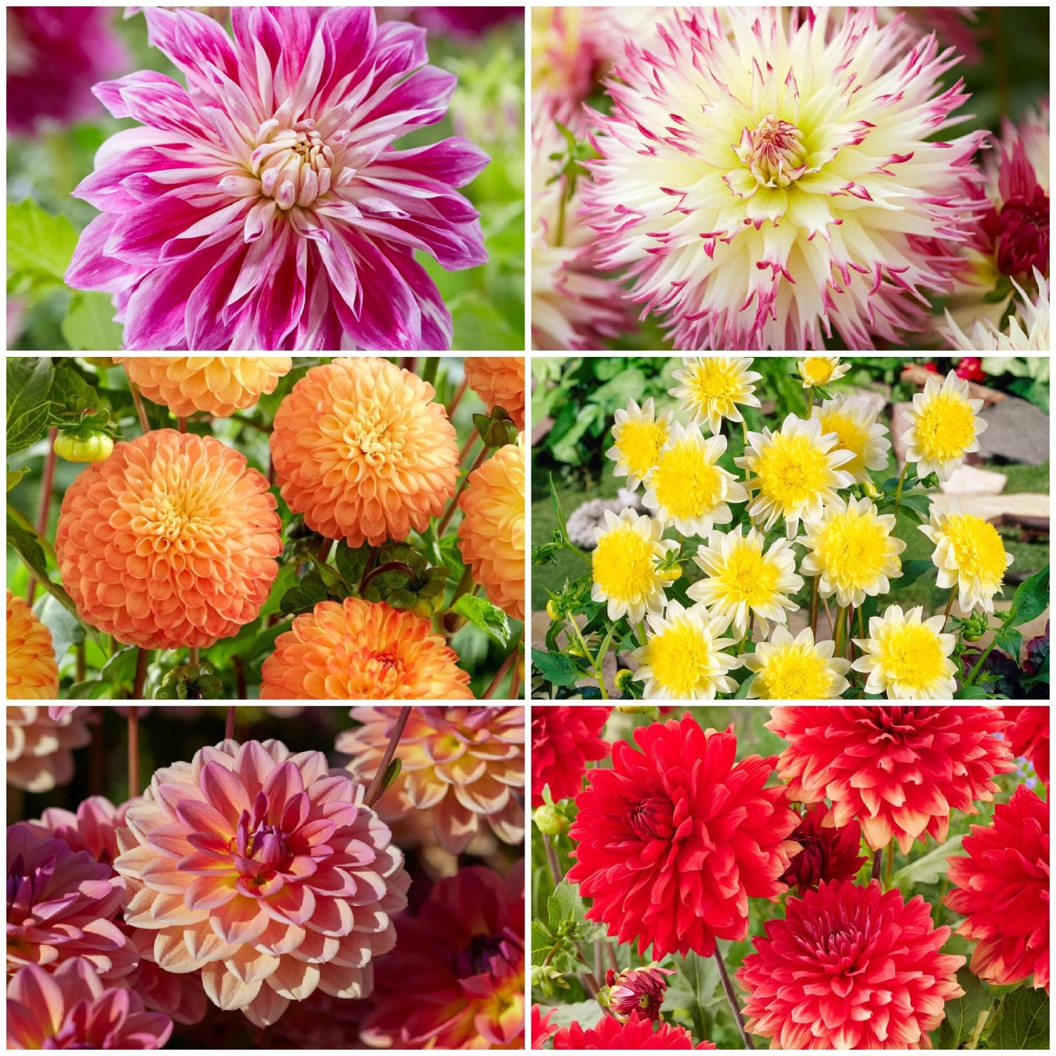 Premium Dahlia Plants Collection 3 Premium Dahlia Plants Collection