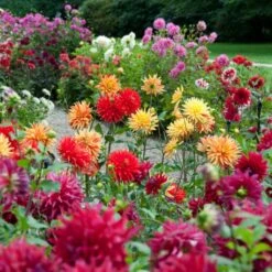 Premium Dahlia Plants Collection 10 Premium Dahlia Plants Collection -Roots dahliacol 1