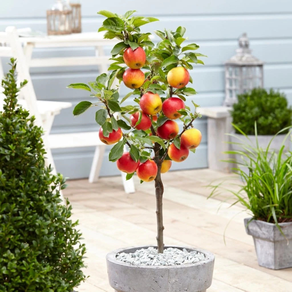 'Ecolette' Patio Apple Tree | 4.5L Pot 3 'Ecolette' Patio Apple Tree | 4.5L Pot
