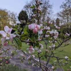 Egremont Russet Apple Tree Dwarfing Rootstock 14 Egremont Russet Apple Tree Dwarfing Rootstock -Roots egremontRussetblossom 1b9a7f1e 6c63 4140 8944 6e61df219470