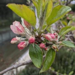 Egremont Russet Apple Tree Dwarfing Rootstock 16 Egremont Russet Apple Tree Dwarfing Rootstock -Roots egremontrussetblossom