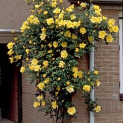 Repeat Flowering Climbing Rose Collection 11 Repeat Flowering Climbing Rose Collection -Roots elbo03964 gardeners glory 2f988433 e4b9 4626 9a46 4bf123470df9