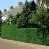Fast Growing Evergreen Hedging Wildlife Mix | Growers' Choice -Roots elbo14556 hedging