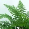 Makino's Holly Fern | Polystichum Makinoi 1 Makino's Holly Fern | Polystichum Makinoi -Roots elbo38935