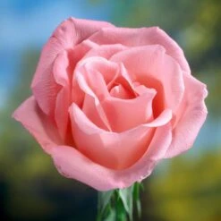 'Saphir' Shrub Rose 8 'Saphir' Shrub Rose -Roots elbo58827 saphir