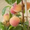 Avalon Pride Peach Tree 2 Avalon Pride Peach Tree -Roots elbo59874