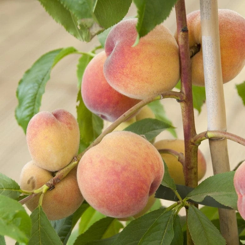 Avalon Pride Peach Tree 3 Avalon Pride Peach Tree