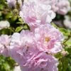 'Bonica' Shrub Rose 2 'Bonica' Shrub Rose -Roots elbo67629 bonica