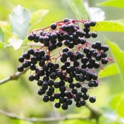 Best Mixed Native Wildlife Hedging | Growers' Choice 16 Best Mixed Native Wildlife Hedging | Growers' Choice -Roots elderberry SHR0256 e670855f 782d 4eb9 96dc 812685d53493