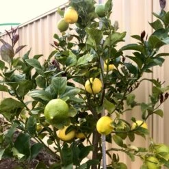 'Eureka' Patio Lemon Tree | 4 Seasons Lemon 10 'Eureka' Patio Lemon Tree | 4 Seasons Lemon -Roots eurekalemon