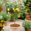 'Eureka' Patio Lemon Tree | 4 Seasons Lemon 1 'Eureka' Patio Lemon Tree | 4 Seasons Lemon -Roots eurekapot