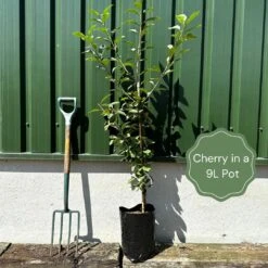 UK Native Wildlife-Friendly Cherry Blossom Tree | Prunus Avium 11 UK Native Wildlife-Friendly Cherry Blossom Tree | Prunus Avium -Roots example cherry fa8a708b c35f 47b0 99bc c0a07aacb62f