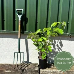Ruby Beauty Raspberry Plant 7 Ruby Beauty Raspberry Plant -Roots example raspberry 19b8a52c 353c 4d01 887d f1d7fff3ad15