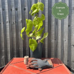 'Crimson Seedless' Outdoor Grape Vine -Roots examplegrape 5062dac4 fb70 4f88 b082 e63ce99495d7