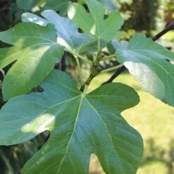 UK Hardy Fig Tree | 'Brown Turkey' 11 UK Hardy Fig Tree | 'Brown Turkey' -Roots figleaves